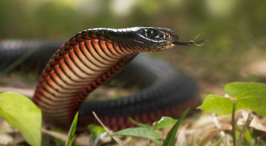 Complying with COBRA Regulations—Complicated but Necessary | Harrison Newman | Corporate Synergies