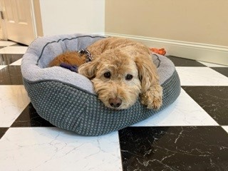 Elyse Sharon's dog